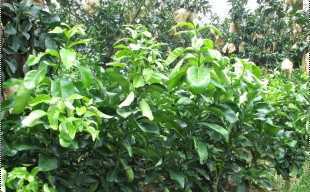 精選三紅蜜柚苗與紅心蜜柚苗，廠家直供，品質保障，歡迎批發洽談